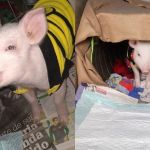 Menina de três anos salva 'porquinha' de enchente no RS: 'única sobrevivente da família'