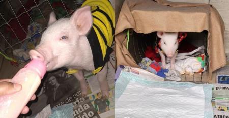 Rose, filhote de leitoa resgatada por criança de três anos em Porto Alegre
