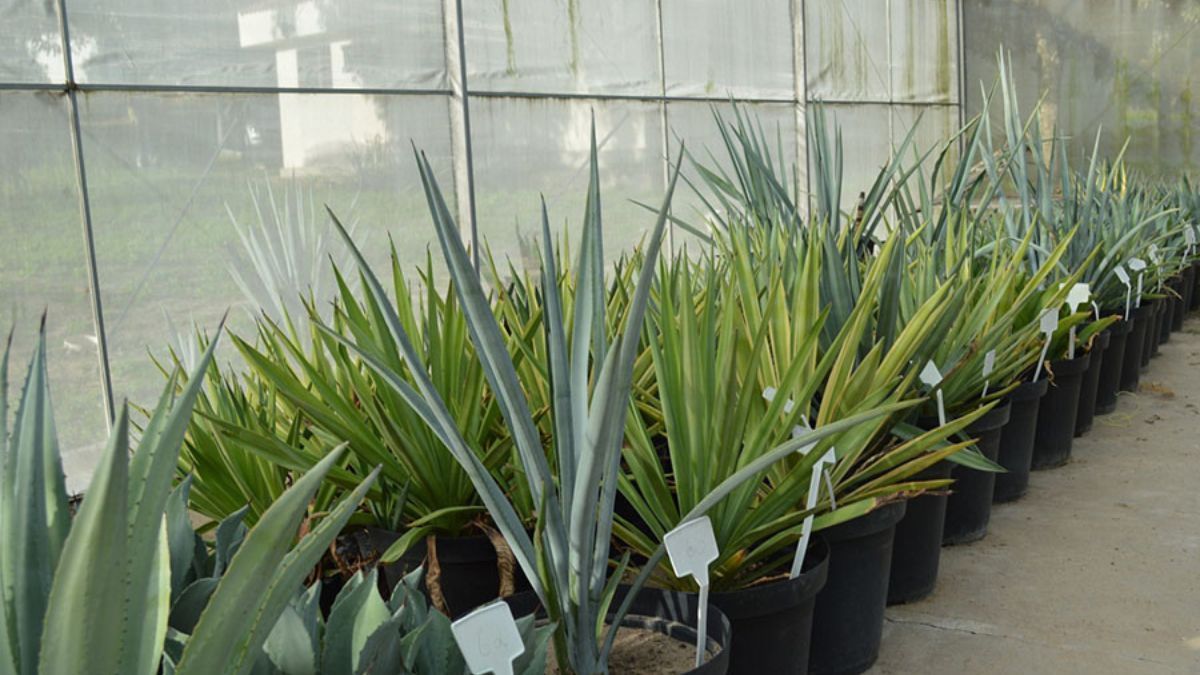 Estudo brasileiro utiliza planta da tequila para produção de etanol