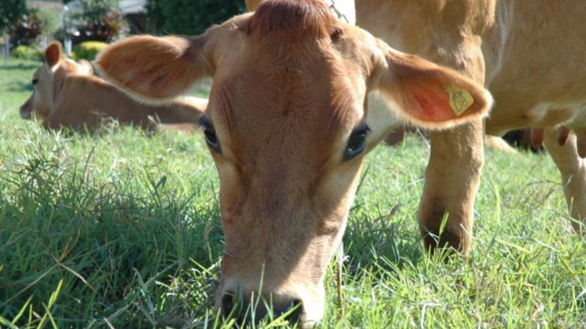 Pecuária no inverno: veja dicas para manejar o pasto e garantir a produtividade