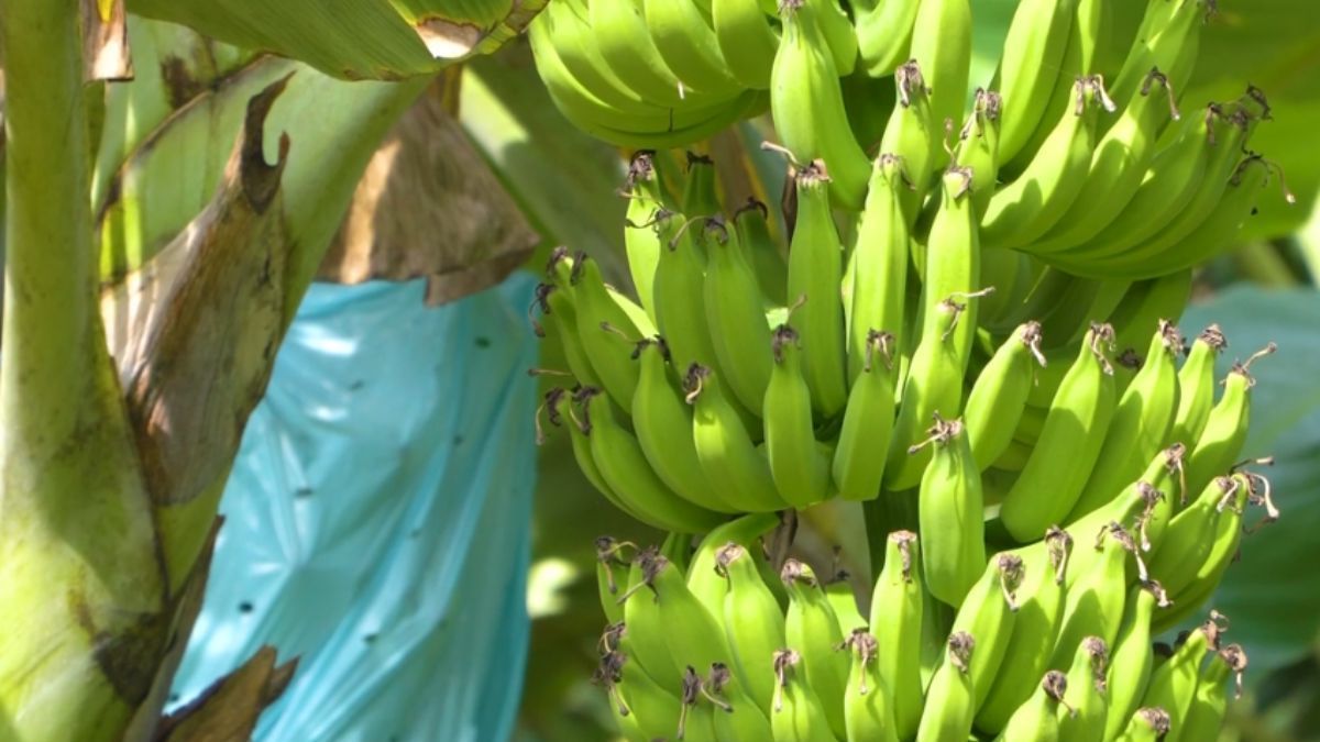 Feibanana 2025 destaca inovação e sustentabilidade na bananicultura brasileira