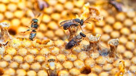 Paraná lidera produção nacional de mel em 2024 e colheita de trigo pressiona preços