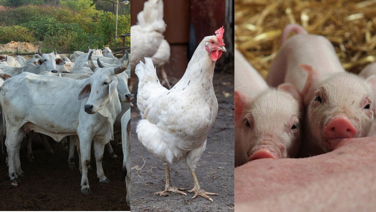 Atualização de rebanhos 2025: Governo de Minas convoca produtores; confira o prazo