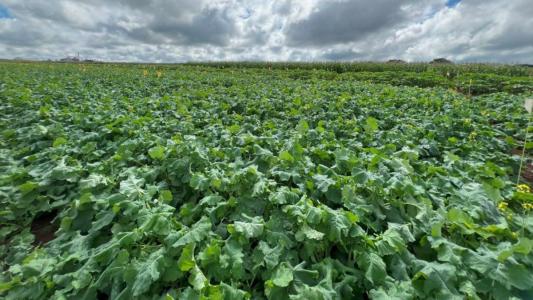 Bioestimulante promete elevar produtividade da canola e expandir cultivo no país