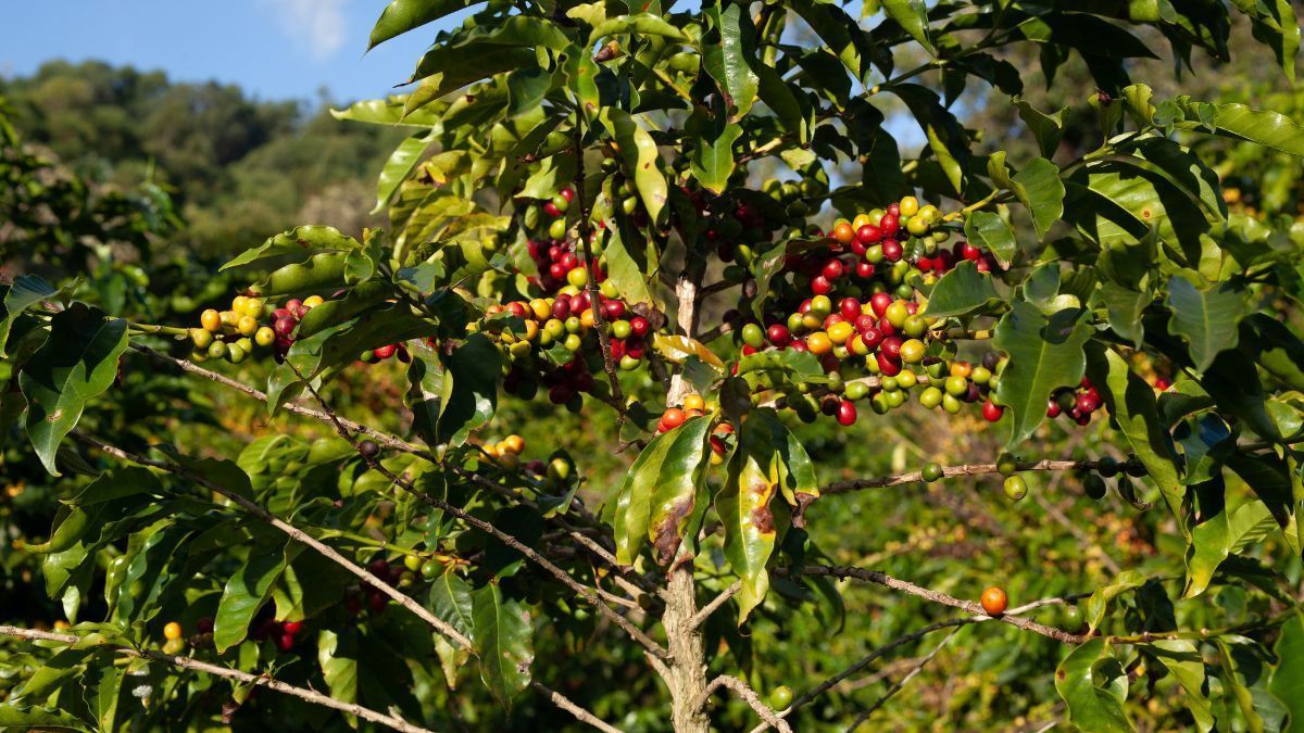 Encontro apresenta custos de produção de café e pimenta-do-reino