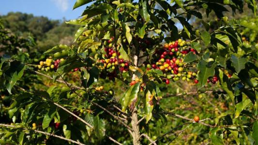 Plantação de café