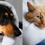 Com a previsão de frio intenso veja como proteger os pets