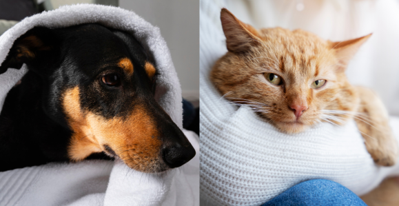 Cachorro e gato agasalhados