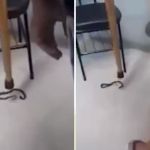 Vídeo: Paciente usa muletas para matar cobra em posto de saúde Mongaguá, SP