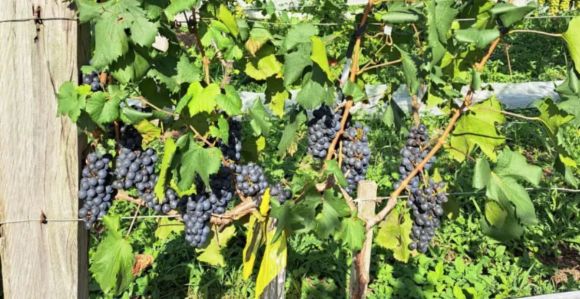 Uvas Piwis