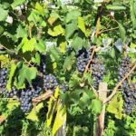 Vinhos do Sul de Minas com uvas Piwis recebem avaliação acima de 70%