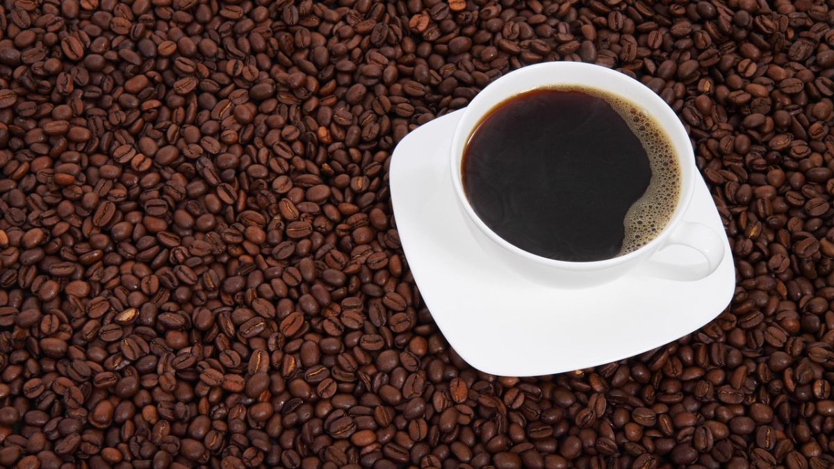 Produção de Coffea canephora correspode a 37,6% do total da safra mundial de 2024/25