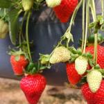 'Morango do amor' eleva o preço da fruta no Rio Grande do Sul