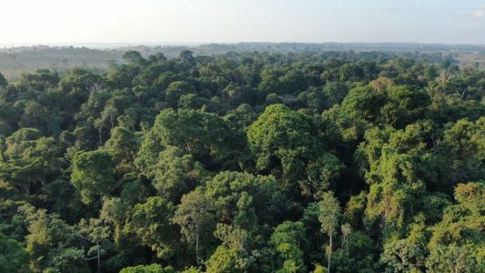 Regiões preservadas da floresta amazônica enfrentam aumento de extremos climáticos
