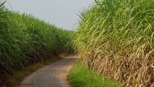 Moagem de cana sobe em setembro, mas Centro-Sul vê queda geral e piora na qualidade