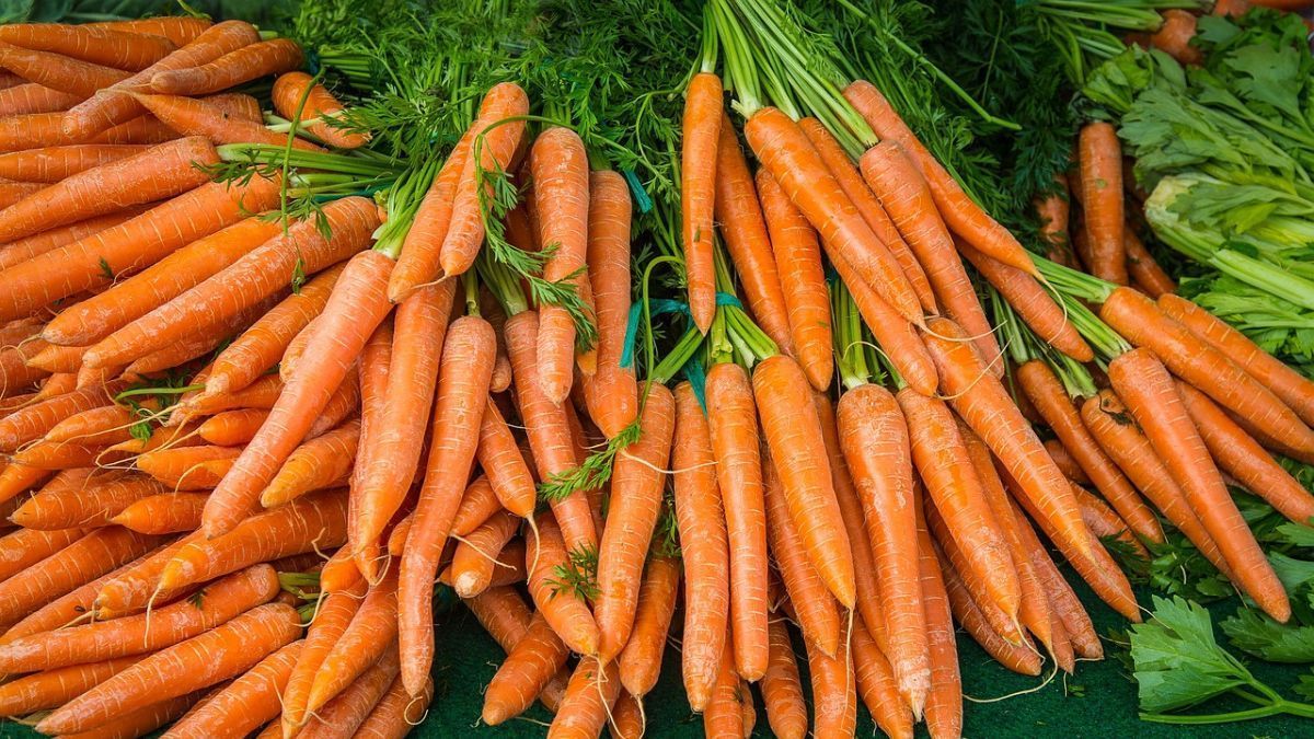 Fim da safra de verão de cenoura tem preços baixos e preocupa produtores mineiros