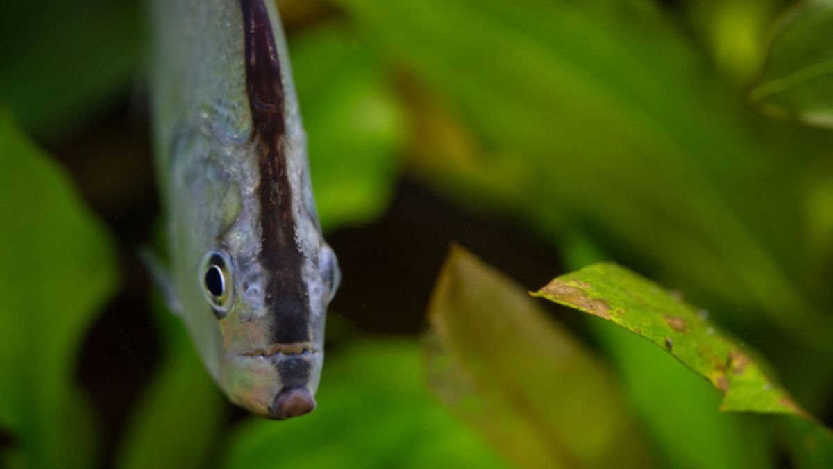 Brasil abre o mercado para exportar pescados para a Austrália