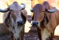 Epamig leva genética avançada do Gir Leiteiro a produtores e impulsiona produtividade no campo