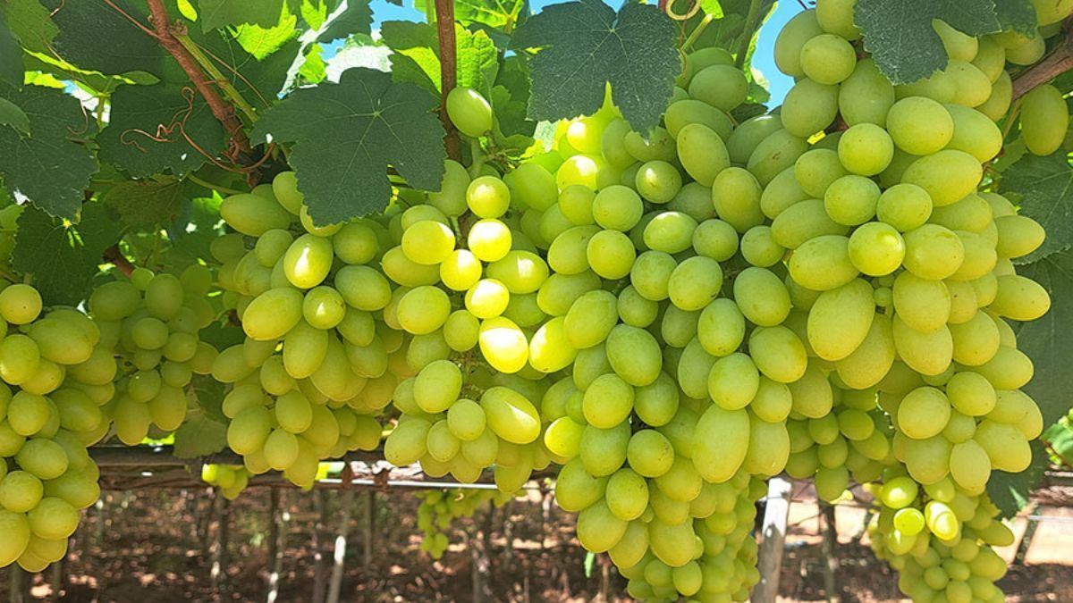 Nova cultivar de uva branca sem sementes reduz em 50% o custo de mão de obra no Semiárido