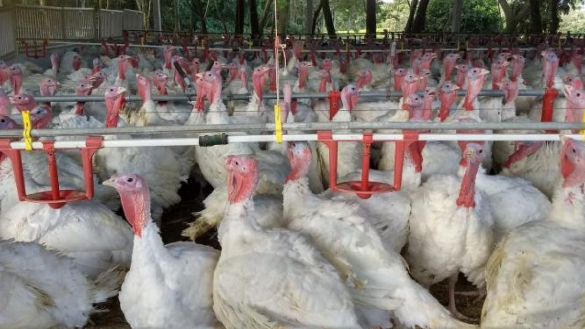Paraná vendeu 6 mil toneladas de carne de peru para o mercado internacional no 1º semestre