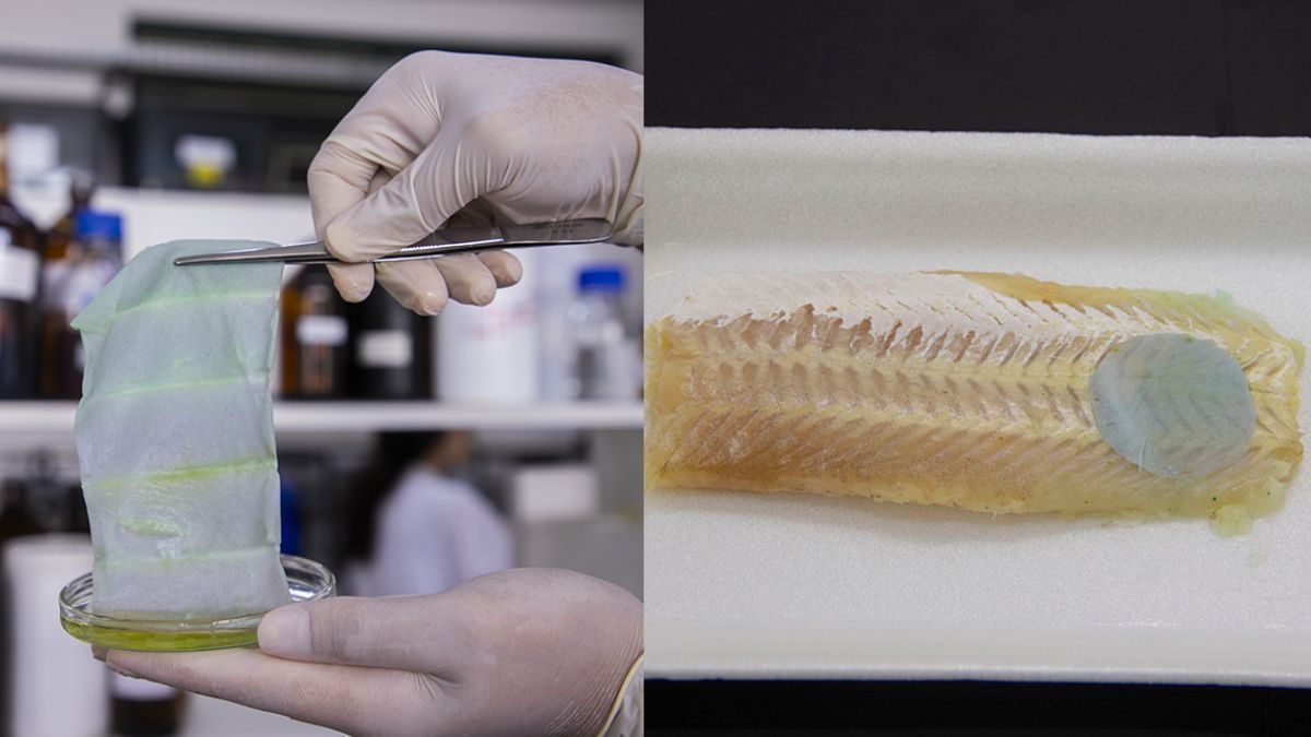 Embalagem inteligente muda de cor para mostrar que peixe estragou; entenda