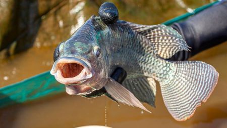 Estudo aponta vantagem e desafio para a tilápia brasileira no mercado internacional