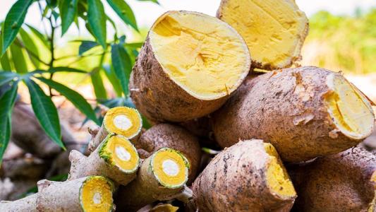 Nova variedade de mandioca promete triplicar produtividade no Amazonas