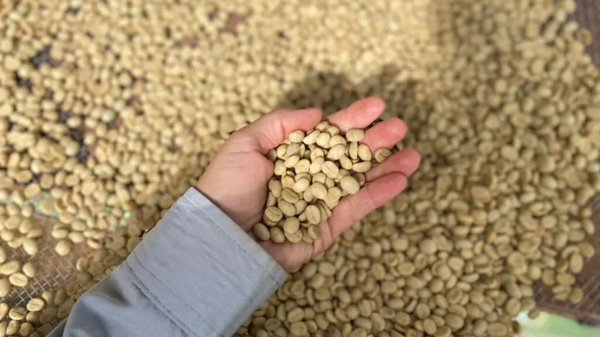 Venda de sementes de café da EPAMIG inicia para produção de mudas