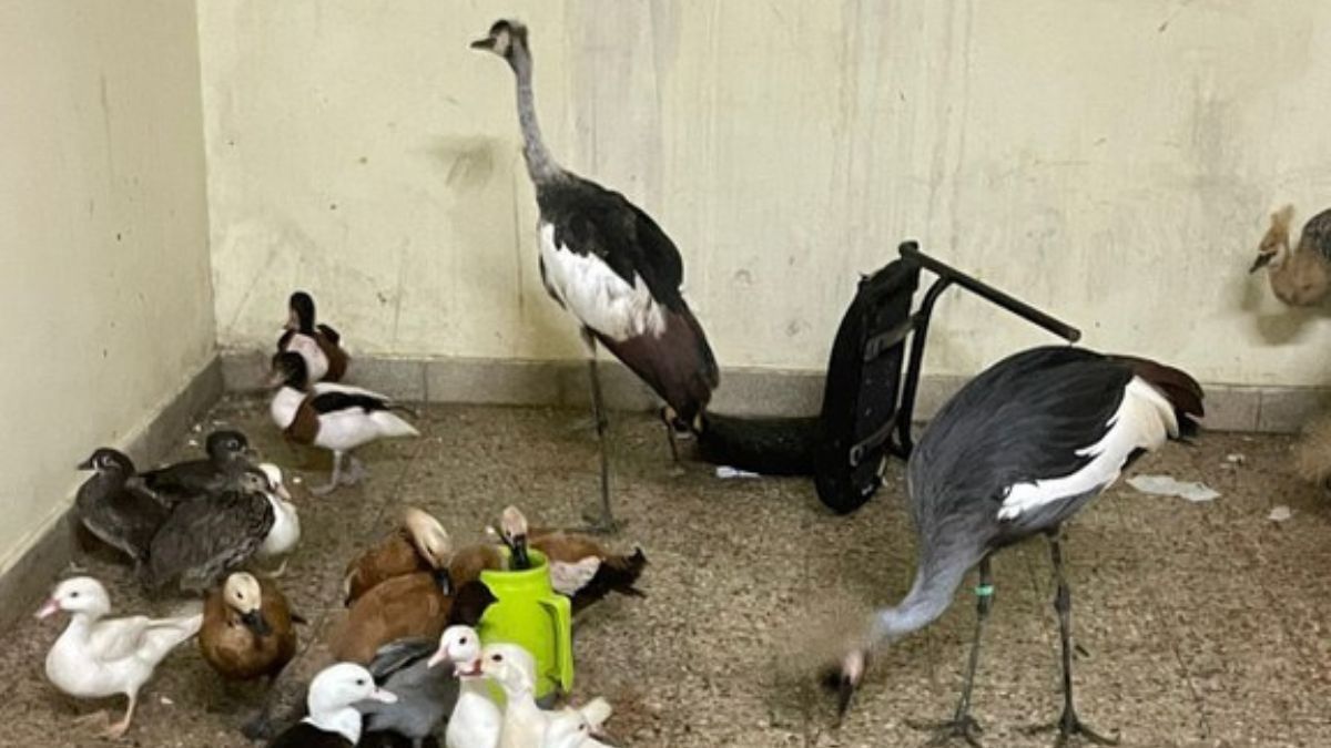 MAPA resgata 60 aves ornamentais exóticas na fronteira com a Argentina
