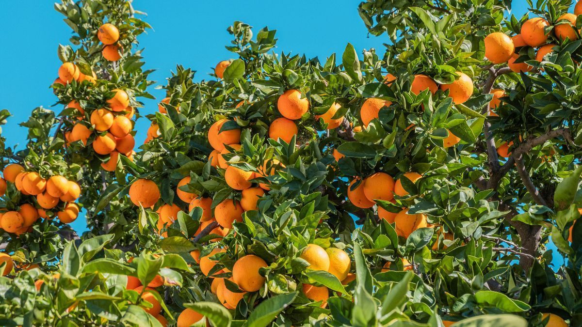 Safra de laranja 2025/26 é estimada em 314,60 mi de caixas no cinturão citrícola de SP e MG 