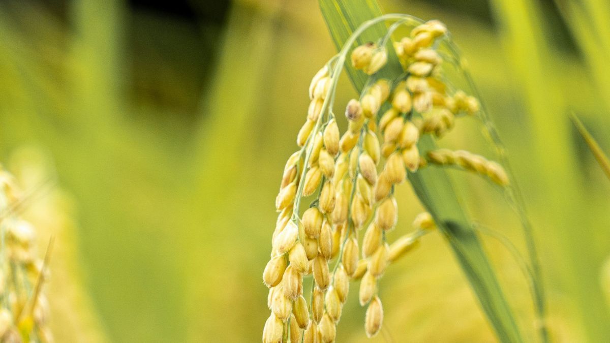 Mercado de arroz no RS segue lento à espera de novos leilões oficiais