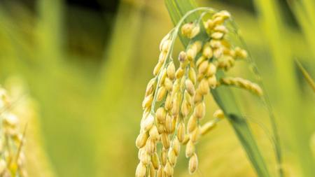 Preços do arroz em casca caem ao menor nível desde 2020 e desanimam produtores