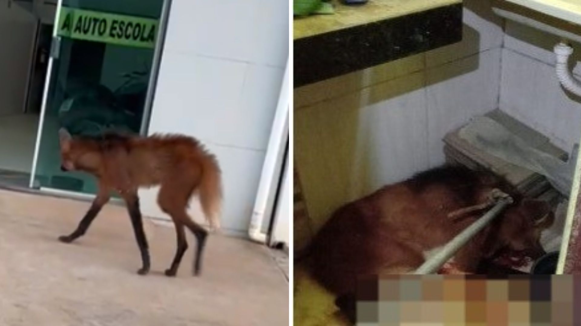 Em risco de extinção, Lobo Guará resgatado dentro de banheiro acaba morrendo em MG