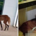 Em risco de extinção, Lobo Guará resgatado dentro de banheiro acaba morrendo em MG