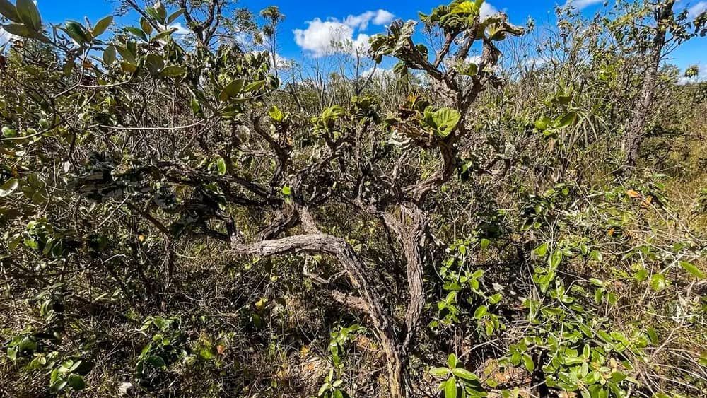 Governo lança 4ª fase do plano de ação contra desmatamento do Cerrado 