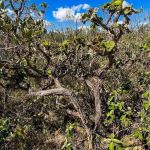 Governo lança 4ª fase do plano de ação contra desmatamento do Cerrado 