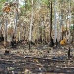 Desmatamento na Amazônia cai 36% em 2023