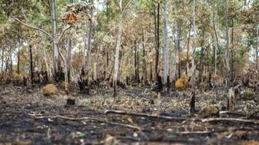 Entre janeiro e abril deste ano, 1.203 km² foram desmatados