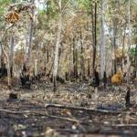 Desmatamento na Amazônia cai 36% em 2023