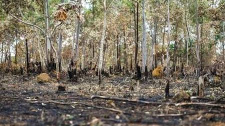Entre janeiro e abril deste ano, 1.203 km² foram desmatados