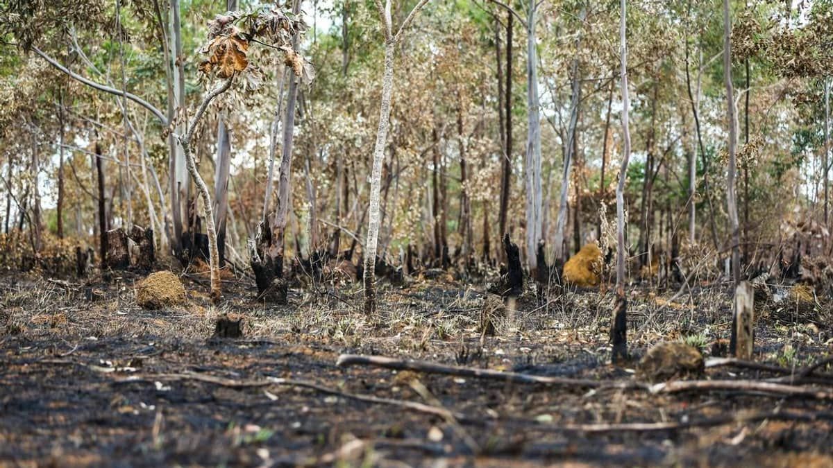 Meio Ambiente: 24 municípios concentram metade do desmatamento no Cerrado, diz governo