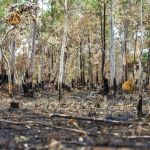 Meio Ambiente: 24 municípios concentram metade do desmatamento no Cerrado, diz governo