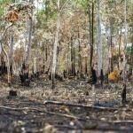 Meio Ambiente: 24 municípios concentram metade do desmatamento no Cerrado, diz governo