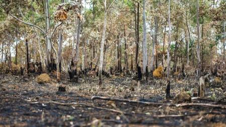Desmatamento no Cerrado cresceu 35% nos cinco primeiros meses do ano