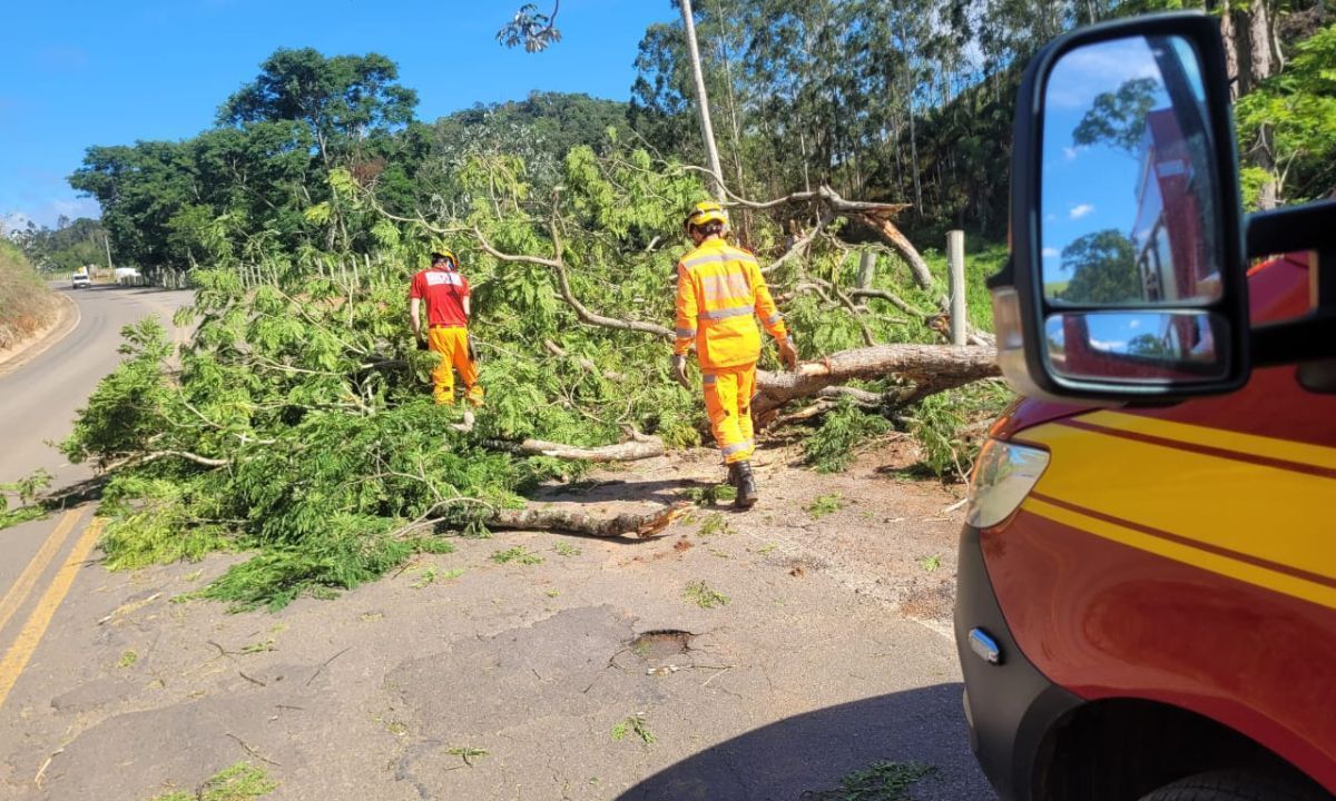 Chuva causa queda de árvores e fecha estrada por horas na Zona da Mata