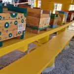Belo Horizonte ganha fábrica de abelhas sem ferrão; entenda