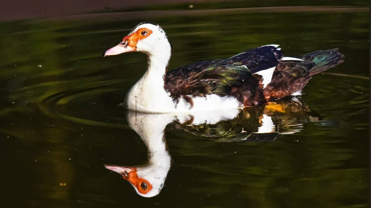 Seapa tranquiliza população sobre vírus detectado em Pará de Minas, mas mantém vigilância contra o H5N1  