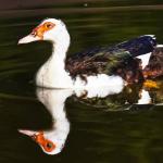 Seapa tranquiliza população sobre vírus detectado em Pará de Minas, mas mantém vigilância contra o H5N1