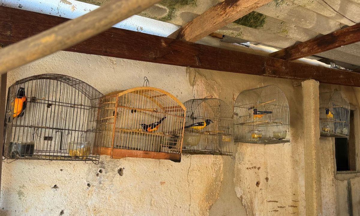 Mais de 15 aves silvestres mantidas ilegalmente em cativeiro são apreendidas na Zona da Mata