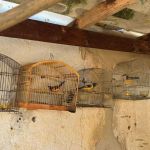 Mais de 15 aves silvestres mantidas ilegalmente em cativeiro são apreendidas na Zona da Mata